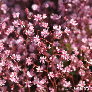 Steinbrech Saxifraga urbium (x)
