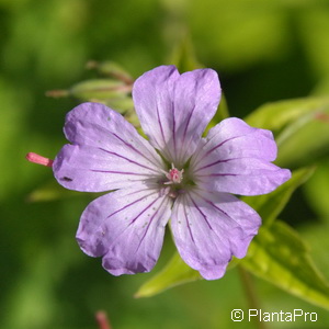 Knotiger Storchschnabel Geranium nodosum