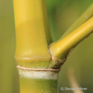 Bambus Phyllostachys aurea