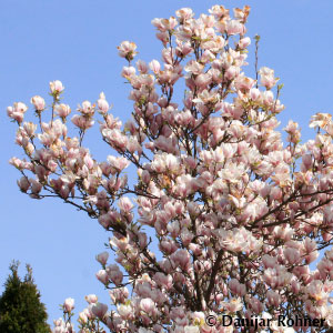Tulpen Magnolie Magnolia soulangeana (x)