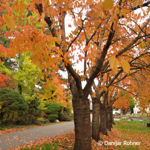Japanische Kirsche Prunus serrulata 'Kanzan'