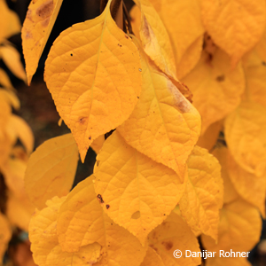 Baumwürger Celastrus orbiculatus 'Diana'