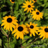 Sonnenhut Rudbeckia fulgida 'Goldsturm'