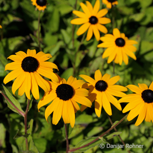 Sonnenhut Rudbeckia fulgida 'Goldsturm'