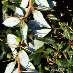Berberitze Berberis frikartii (x) 'Telstar'