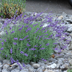 Lavendel Lavandula angustifolia 'Hidcote' 3 Lavendel Lavandula angustifolia 'Hidcote'