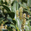 Kirschlorbeer Prunus laurocerasus 'Van Nes'