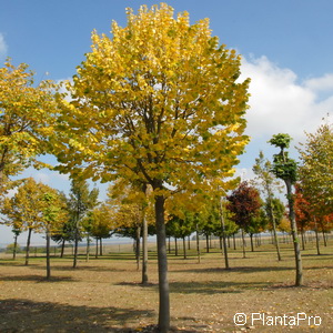 Silberlinde Tilia tomentosa 'Brabant' 3 Silberlinde Tilia tomentosa 'Brabant'