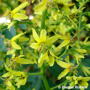 Blasenbaum Koelreuteria paniculata 3 Blasenbaum Koelreuteria paniculata