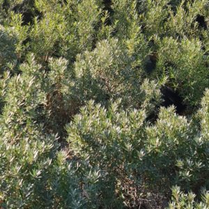 Wildsträucher in Sorten einheimische Gehölze