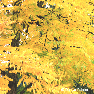 Amerik. Geweihbaum Gymnocladus dioica