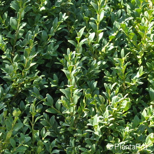 Buchsbaum Buxus sempervirens 3 Buchsbaum Buxus sempervirens
