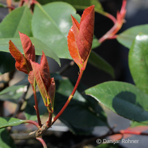 Glanzmispel Photinia fraseri (x) 'Red Robin' 5 Glanzmispel Photinia fraseri (x) 'Red Robin'