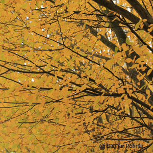 Hainbuche Carpinus betulus 4 Hainbuche Carpinus betulus