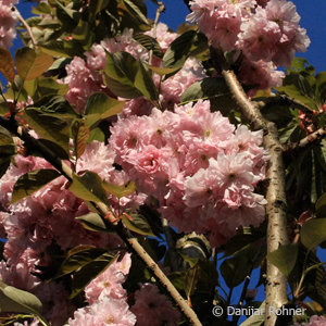 Japanische Kirsche Prunus serrulata 'Kanzan'