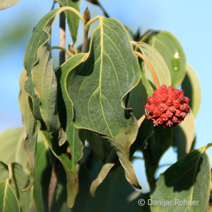Kousa-Hartriegel Cornus kousa 'China Girl' 4 Kousa-Hartriegel Cornus kousa 'China Girl'