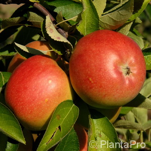 Malus (Apfel) 'Florina' (R)