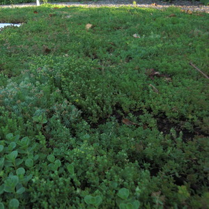 Rollmatten Sedum Mixmatten Typ T