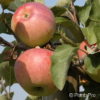 Malus (Apfel) 'Cox's Orangen Reinette'
