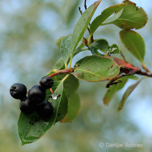 Apfelbeere Aronia melanocarpa