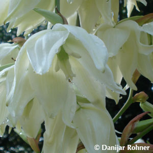 Palmlilie Yucca filamentosa