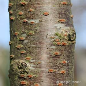 Zierkirsche Prunus 'Accolade' 3 Zierkirsche Prunus 'Accolade'