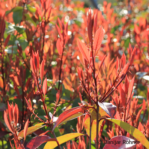 Glanzmispel Photinia fraseri (x) 'Red Robin'