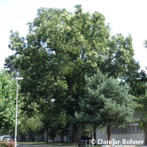 Schnurbaum Sophora japonica