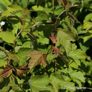 Gemeiner Schneeball Viburnum opulus 4 Gemeiner Schneeball Viburnum opulus