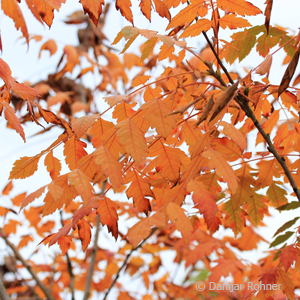 Blasenbaum Koelreuteria paniculata
