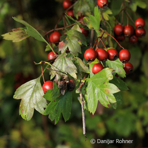 Weissdorn Crataegus laevigata