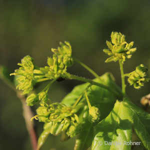 Feldahorn Acer campestre