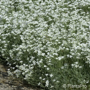 Filziges Hornkraut Cerastium tomentosum 'Silberteppich'